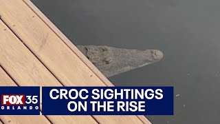 Florida crocodile sightings on the rise along Space Coast [upl. by Nirel]