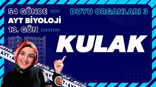 13 Kulak  Duyu Organları  11 Sınıf Biyoloji  2024 AYT Biyoloji Kampı 13 Gün [upl. by Iclehc593]