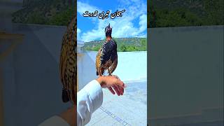 Saying quotGod is The Creator quot  blackfrancolin kalateetar teetarawaz Partridges [upl. by Joel485]