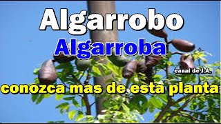 Algarrobo Algarroba conozca mas de esta planta [upl. by Goldfarb]