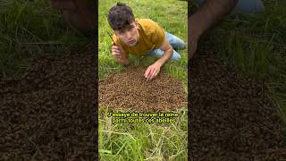 🐝Récupération d’un essaim d’abeilles au sol🐝 abeille bee apiculture ruche miel reine [upl. by Patricia]