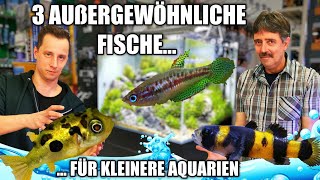 3 Außergewöhnliche Fische für kleinere Aquarien  Artenbecken [upl. by Wilser]