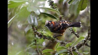 Ākohekohe  Crested Honeycreeper Palmeria dolei 4K [upl. by Assirhc]