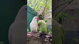 ¡Amor Aviar Loro Verde Cortejando a Lora Blanca 🦜❤️ shorts [upl. by Onifled756]