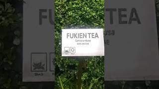 FUKIEN TEA [upl. by Hank]