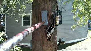 3 minute Hairy Woodpecker Bird Feeder Nature Cam [upl. by Creath650]