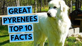 Great Pyrenees  TOP 10 Interesting Facts [upl. by Ahtelrac]