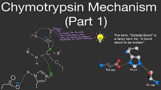 Biochemistry Chymotrypsin Mechanism Part 1 Chymotrypsin Enzyme Mechanism STEP BY STEP [upl. by Nino]