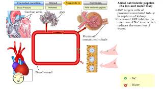 Atrial natriuretic peptide vasodilation amp Aldosterone [upl. by Rosenthal]