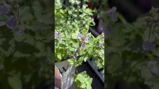 Proven Winners®️’Cats Meow Catmint Nepeta faassenii garden gardening shorts [upl. by Llekcir]