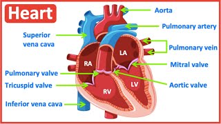 Internal Features of the Heart Part 3  Valves and Septa [upl. by Helbonnas80]