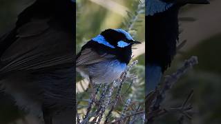 SPOTTED Superb fairy wren  Malurus cyaneus [upl. by Lusa945]