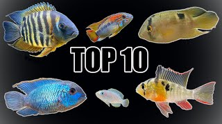 Top 10 Most quotPeacefulquot Cichlids [upl. by Graig]