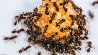 Ants Eating Crushed Honeyroasted Peanut Timelapse [upl. by Aylsworth]