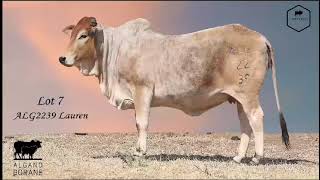 4th PRESTIGE LIMPOPO BORAN AUCTION SATURDAY 19 OCTOBER 2024 1100 WARMBAD VEEMARK BELABELA [upl. by Berman]