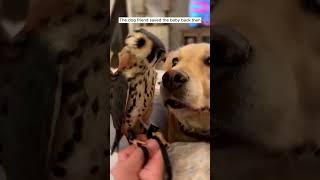 Rescued a baby hawk shorts birds rescue animals [upl. by Odelia]