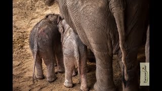 Té schattig duo Onze twee babyolifantjes zij aan zij [upl. by Akemehc]