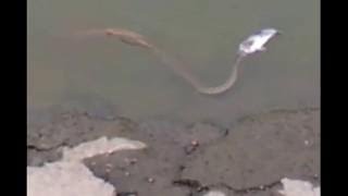 what is that thing in KMP ParkDurgapur snake [upl. by Krasner497]