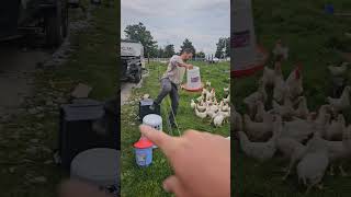 Putting the Meat Chickens to bed farming homesteading chickentractor [upl. by Nicholas]