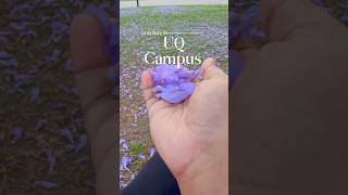 My first experience with Jacaranda season in Brisbane Australia jacaranda australia [upl. by Suk]