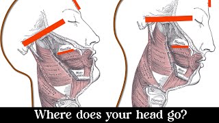 Indirectly Moving Your Maxilla Forward and Up [upl. by Lorenzo652]