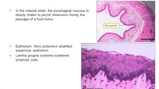 Upper gastrointestinal histology [upl. by Anadal]