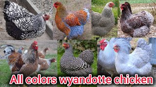 Wyandotte chicken  All colors of wyandotte chicken breed  partridge wyandotte  mottled wyandotte [upl. by Irmina]