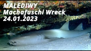 MALEDIWY  Machafuschi Wrak  styczeń 2023 [upl. by Roberto355]