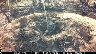 HURRAY The first Malleefowl egg of the 202425 season has been laid on 7 September Good luck egg [upl. by Carroll]