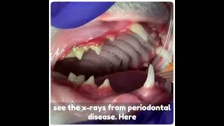 Stomatitis amp Tooth Resorption in Cats [upl. by Aerdno]