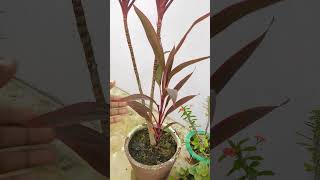 Cordyline Fruticosa Plant  Ti plant  Hawaiian Plant  Good luck Plant  Shorts Video [upl. by Amek672]