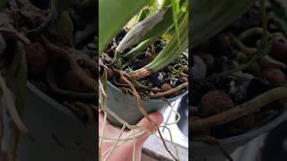 Rhizoctonia Root amp Stem Rot in Orchids orchidculture fungicide plantdisease orchids flowers [upl. by Finn]