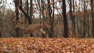 ohio rut n strut video [upl. by Gerry379]