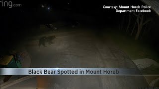 Black bear spotted in southern Wisconsin [upl. by Assert]