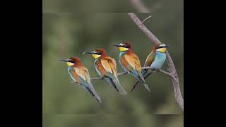 صوت ورور للصيد 🔥🔥🔥 merops apiaster bee eater sound [upl. by Jacoby427]