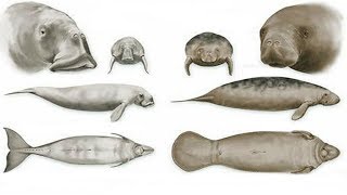 All Manatee amp Dugong Species  Species List [upl. by Yssirhc536]