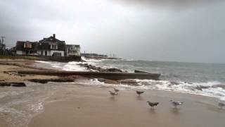 Sandy at Falmouth Heights Beach [upl. by Teloiv]