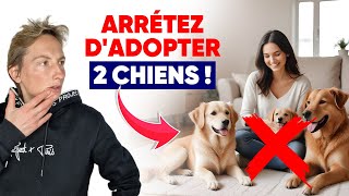 Arrêtez Dadopter 2 Chiens [upl. by Isiad]