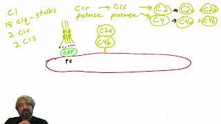 Classical pathway of complement activation [upl. by Krutz425]