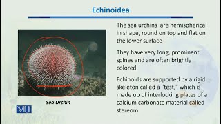 Echinoidea  Biodiversity amp EvolutionII  BT201Topic048 [upl. by Notlehs]