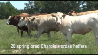 The Cattle Range Charolais cross bred heifers [upl. by Neisa]