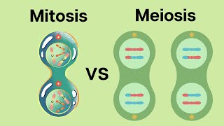 How is Meiosis different than Mitosis [upl. by Ashlin993]