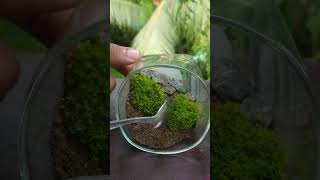 Mini waterfall in a glass🌱🏞️ Making easy and satisfying😇 shorts moss miniwaterfall terrarium [upl. by Maxie]