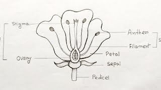 How to draw longitudinal section of flower step by step Parts of flower  How to labelling a flower [upl. by Quintilla411]