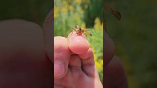 Polistes fuscatus climbing on my hand bts [upl. by Claretta]