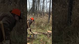 Splitting hardwood rounds with Estwing splitting maul 👍🥩🍳 [upl. by Siuol]