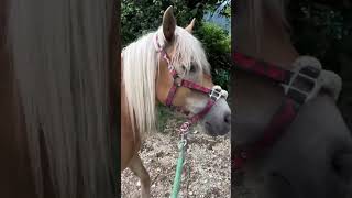 Vlog parte 1 🫶🏻✨ horse cavalli perte teamcoccole equestrian animals pony horses nature [upl. by Perlman]