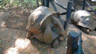 100yearold Giant Tortoises Mating [upl. by Gael]