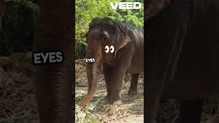 Why Do Elephants Cry 🐘 nomysteryfacts facts [upl. by Scheers]