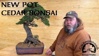 New Pot for Cedar Bonsai  Greenwood Bonsai [upl. by Buyer]